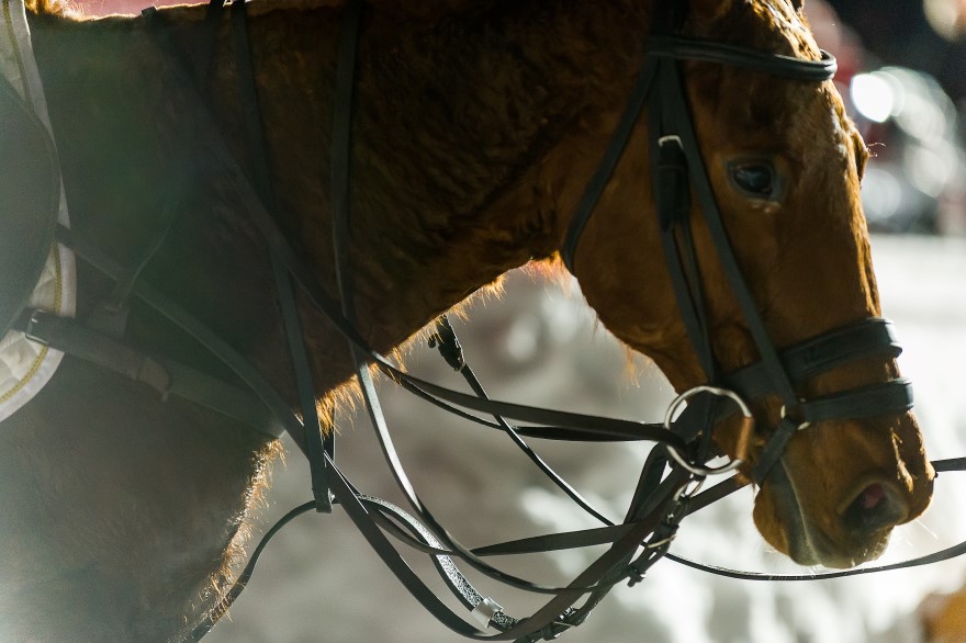 andyparantpolophotopolomagazinepolotourpolofrancepolomastersfrenchpolotournament 3